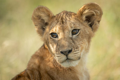 Lion cub looking away