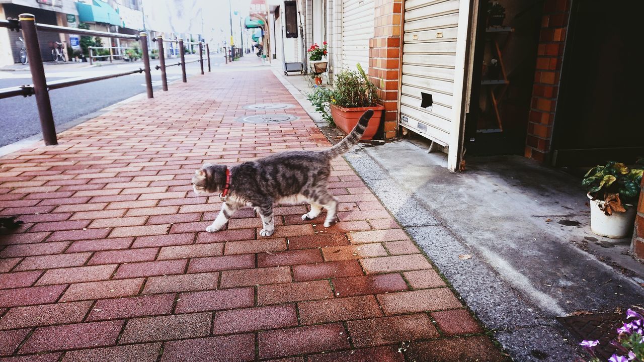 うちの猫 My Cat Four Legs And A Tail Domestic Animals Entrance Brick Streetphotography Cat Watching Cat Walk Pets Domestic Cat Feline Street