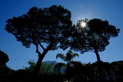 Low angle view of silhouette trees against sky at night