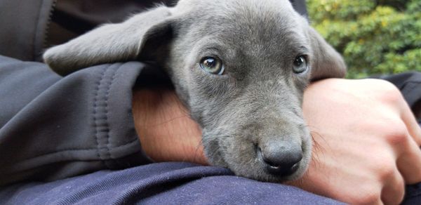 Close-up portrait of dog relaxing on hand