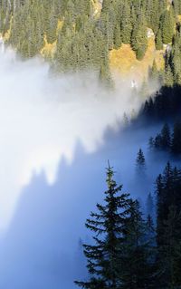 Pine trees in forest during winter