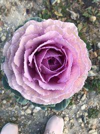 Close-up of pink rose flower