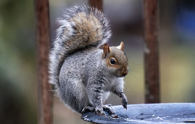 Garden squirrel nibbling on bird seed