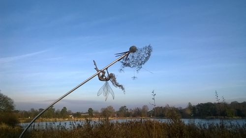 Close-up of birds in lake against sky