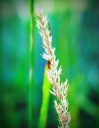 Close-up of plant against blurred background