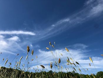 Low angle view of stalks against cloudy sky