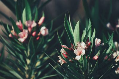 Close-up of flowering plant