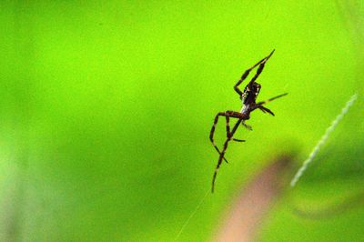 Close-up of ant on leaf