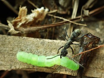 Close-up of insect on leaf