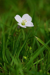 Close-up of white flowering plant