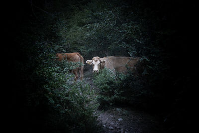 View of dog in forest