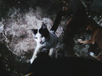 High angle view of cat relaxing on rock