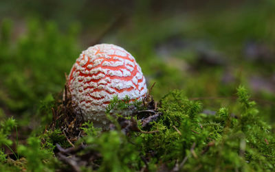 Close-up of amanita mushroom growing on field