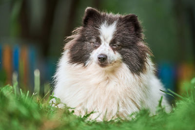 Pomeranian spitz dog in garden. cute pomeranian puppy on walk, white black color. spitz pom dog