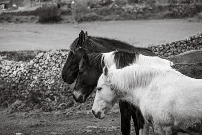 Horses on pasture, in the heard together, happy animals, portugal lusitanos