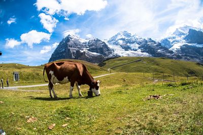 Horse grazing on field against mountains