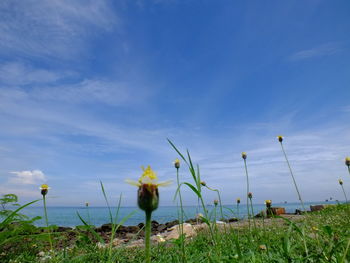Flowering plants on field against blue sky