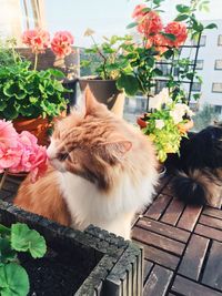 Cat sitting on a flower pot