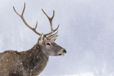 View of deer on snow covered field