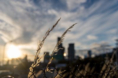 Close-up of plants against sky during sunset