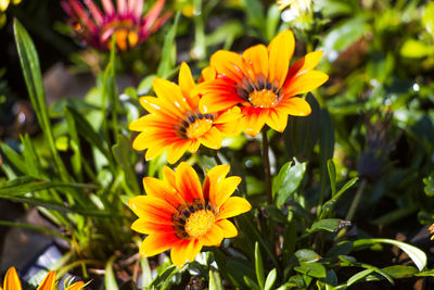 Close-up of yellow flowering plant
