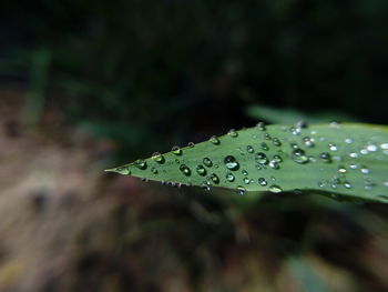 Close-up of raindrops on leaf