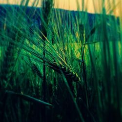 Close-up of grass growing on field