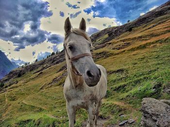 View of a horse on field