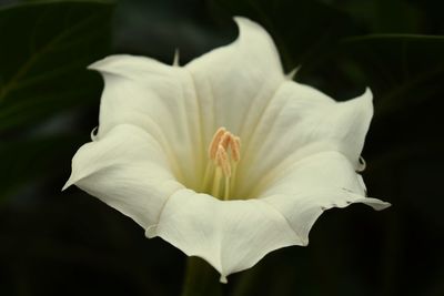 Close-up of white rose flower against black background