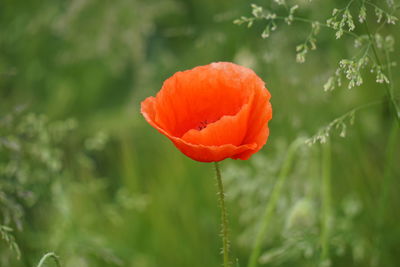 Close-up of red poppy blooming in field