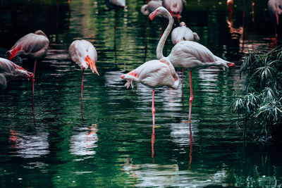 Flamingos in a lake