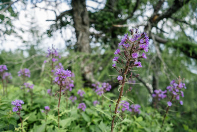 Close-up of purple flowering plants