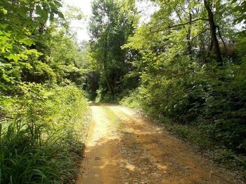 Road passing through forest