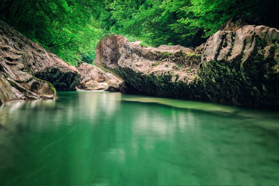 Scenic view of river in forest