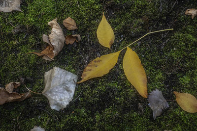 High angle view of dry leaves on field