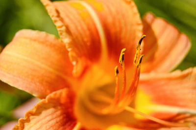 Orange day lily