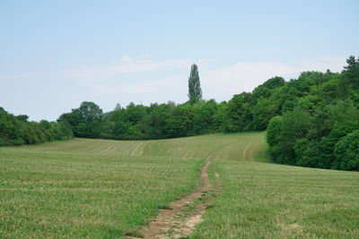 Scenic view of trees on field against sky