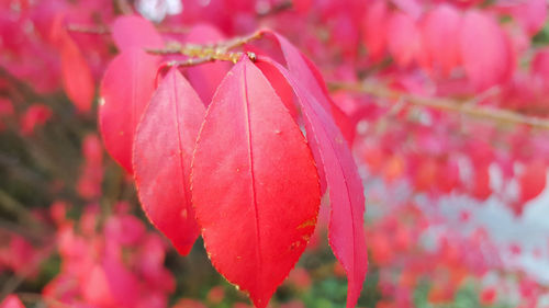 Close-up of pink rose plant