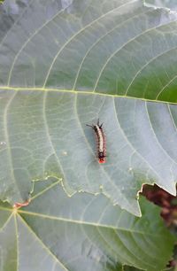 High angle view of insect on leaf