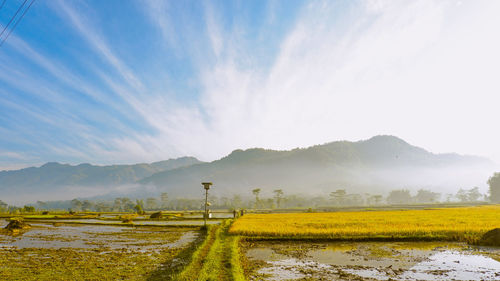 Paddy field againts hills and clear sky