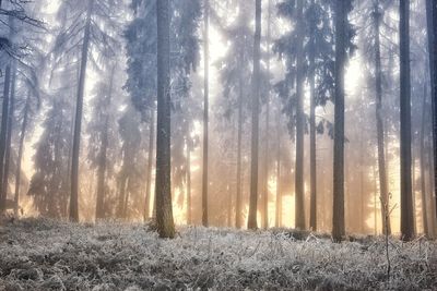 Sunlight streaming through trees in forest