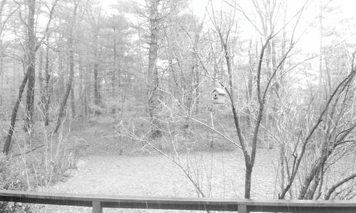 Scenic view of snow covered bare trees