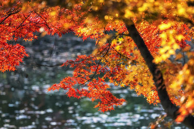 Low angle view of maple leaves on tree