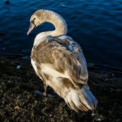 Birds in calm water