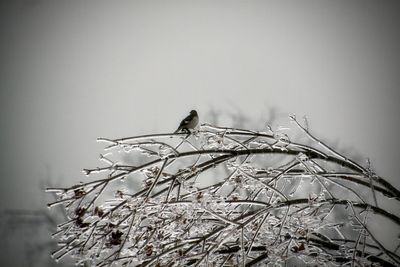 Close-up of bird perching on branch against sky