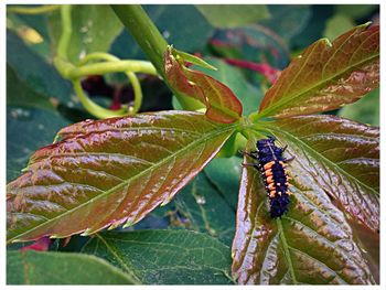 Close-up of insect on leaf