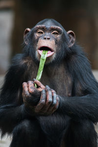 Simpanse or chimp also known as a the chimpanzee