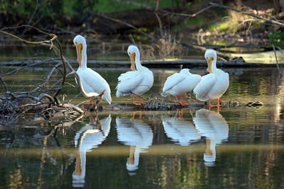 Swans swimming in lake