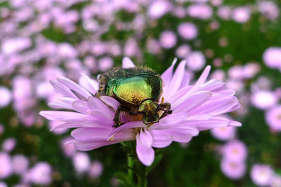 Close-up of insect on purple flower