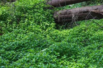 Close-up of plants